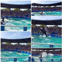 Miami Seaquarium with Transport