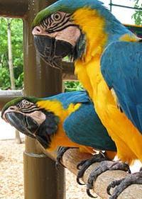 City Tour and Parrot Jungle Island