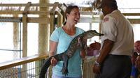 Everglades Alligator Show
