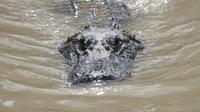 Alligator