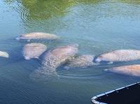 Manatees!
