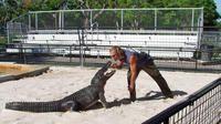 Alligator show