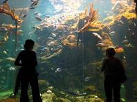 Kelp Forest