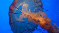 Jelly Fish