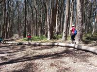 Explore the many groves of cypress and eucalyptus trees of the Presidio