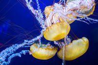 Aquarium of the Bay General Admission
