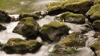 Enjoy the serenity of Redwood Creek