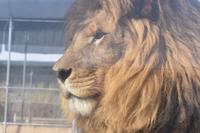 Lion Habitat Ranch