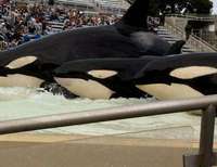 SeaWorld