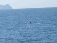 Whale watching, San Diego