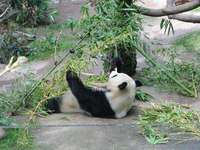 Panda eating at San Diego Zoo