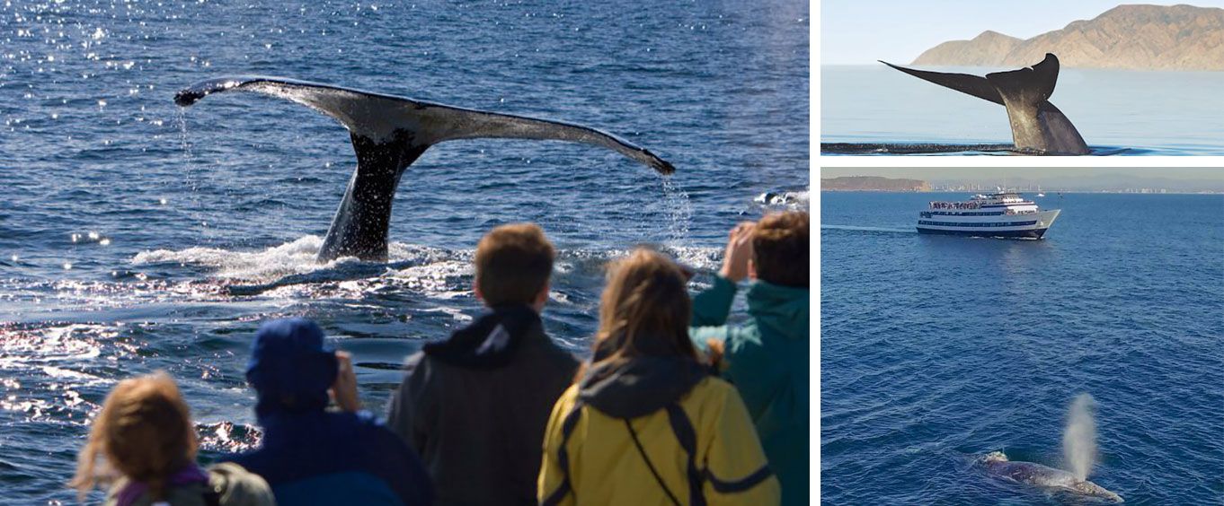 Amazement on the Hornblower Summer Whale Watching Adventure
