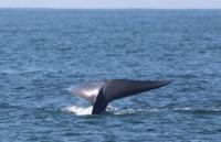 Whale Watching Tours in Oceanside, CA
