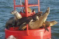 San Diego One Hour Harbor Cruise and Sea Lion Adventure