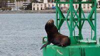 Sea Lion!
