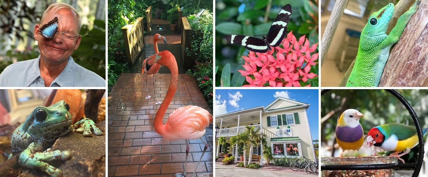 Amazing Experiences at the Key west Butterfly Conservatory