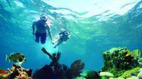 Afternoon Snorkel