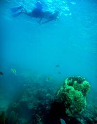 Key West Reef Snorkel Cruise