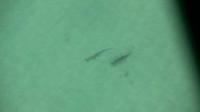 Sharks
