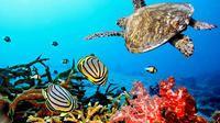 Sea turtle free swimming over the reef.