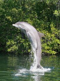 See the Dolphin Show at the Theater of the Sea!