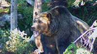 Grizzly Bear!
