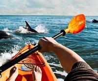Get Close to Dolphins with a Small Group Dolphin Kayak Eco-Tour