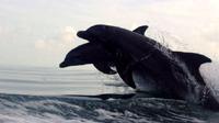 See Wild Dolphins Up-Close and Personal