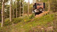 Jeep in the Forest
