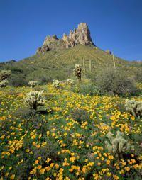 Half-Day Hummer Adventure through Tonto National Forest