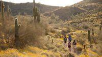 Enjoy the Sonoran Desert by foot!