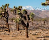 Joshua Tree National Park Van Tour