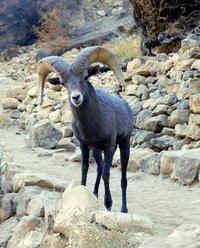 Panoramas of the Grand Canyon