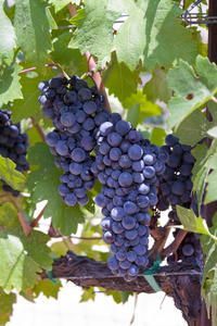 Private Sedona Jeep and Wine Tasting Combo Tour