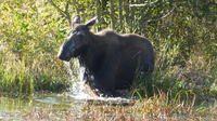 Cow moose in a beaver pond, Grand Teton