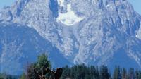 Moose in Grand Teton National Park