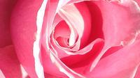 Rose at International Rose Test Garden
