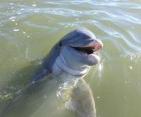 Captain on the Hilton Head Island Dolphin Tour