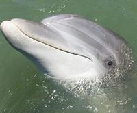 Hilton Head's Pirate Ship Dolphin Tour