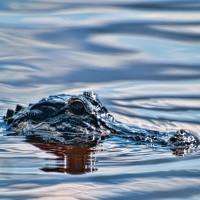 Sawgrass Recreation Park Airboat Adventure, rooster