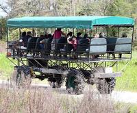 Offroading on the Billie Swamp Safari Twilight Buggy Tour