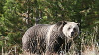 Grizzly Bear