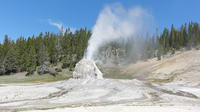 Geyser in Yellowstone