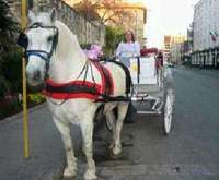 San Antonio Horse Drawn Carriage Rides
