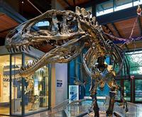 Dinosaur Fossil at the Witte Museum