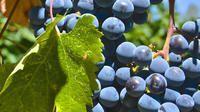 Dry Creek Valley Limo Wine Tours