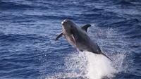 Spinner Dolphins on Lanai