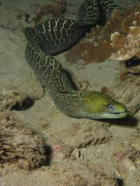 See some of the reef's popular predators come out during this night dive