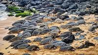 Turtles at our discovery tour highlights
