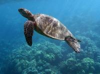 Green Sea Turtle